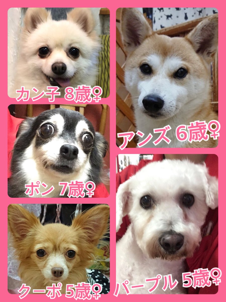 🐾今日の里親様募集中ワンコ🐶メンバーです🐾2019,9,9